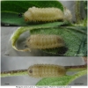ph arion larva4 volg